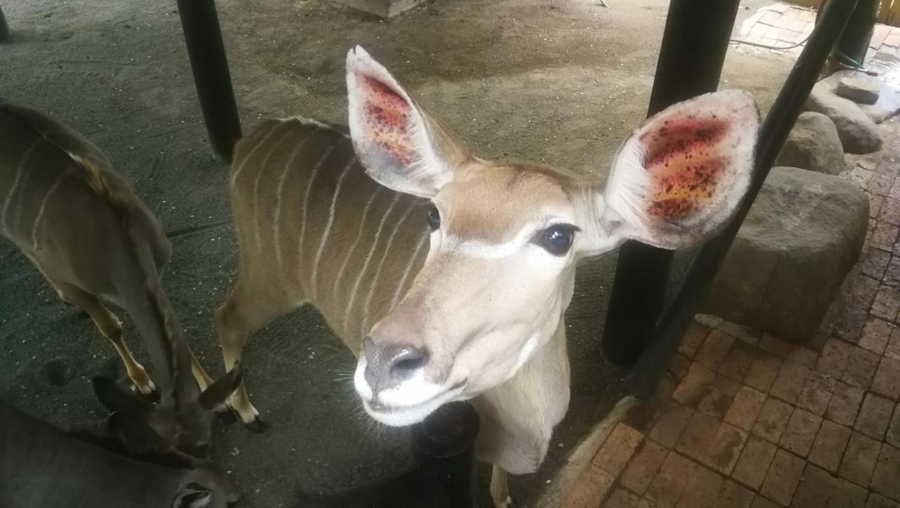 Apartamento Kruger Kumba - Lahlekile Nathi Marloth Park Exterior foto