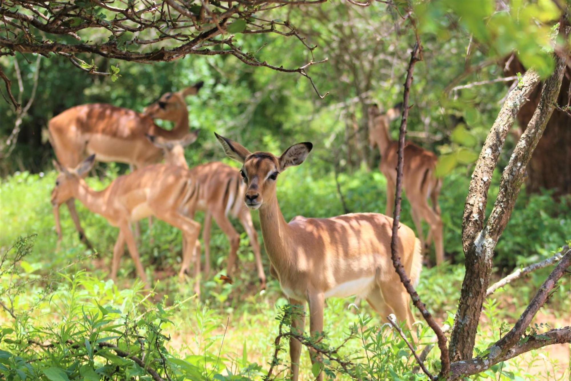 Apartamento Kruger Kumba - Lahlekile Nathi Marloth Park Exterior foto